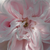 Roz - Trandafir centifolia - Fantin-Latour